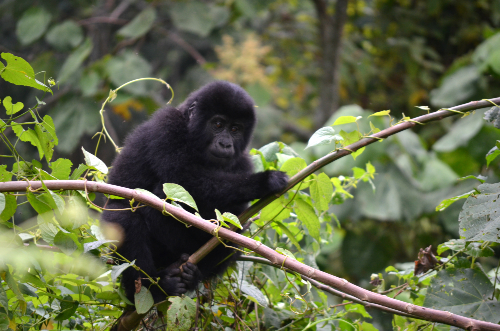 baby gorillas in uganda