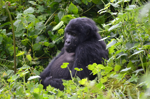gorillas in uganda